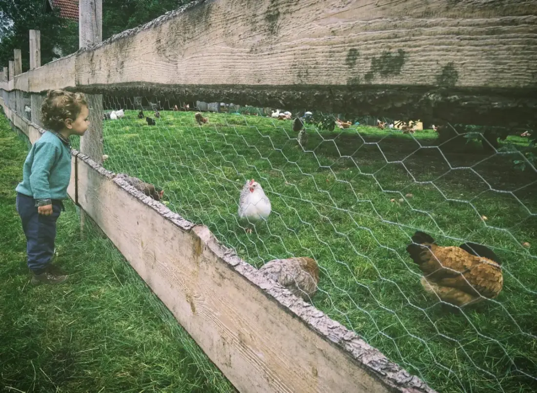 Noodstroom dierenverblijf Groningen: eisen 2026